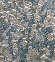 Garnet Amphibolite, Halland, Sweden